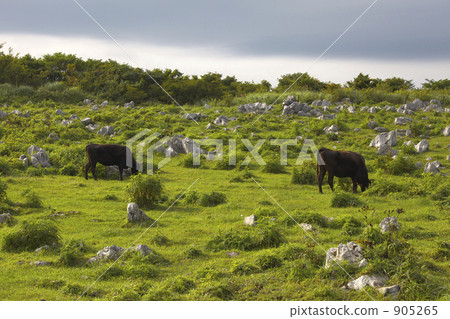 Shikoku Karst 's cow Shikoku Karst 's cow 905265