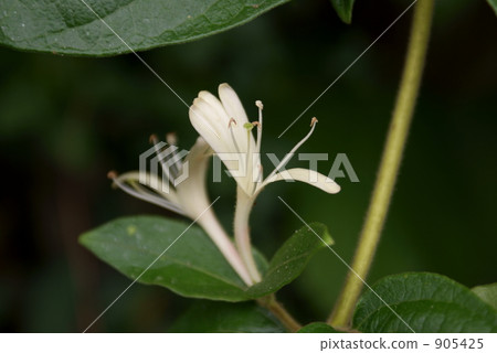 Suckling honeysuckle rink winter Nindo 905425