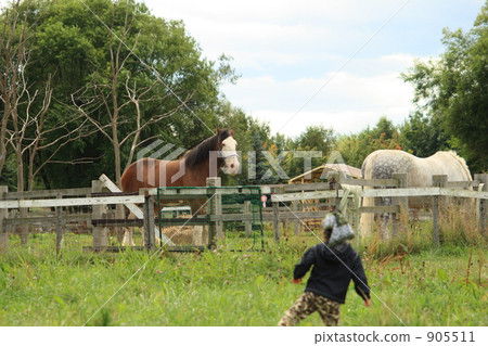 馬 馬兒 北海道 905511