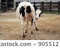 奶牛 牲口 牛 905512