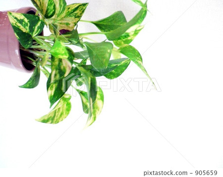 Pakira and white wall 905659