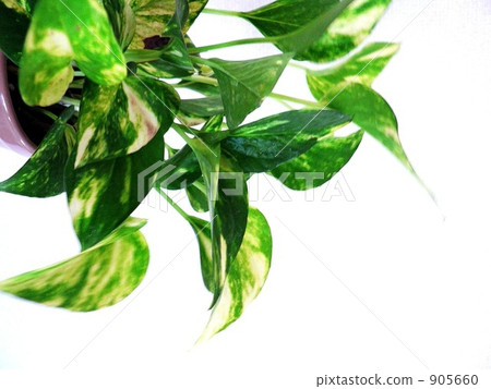 Pakira的白牆和白牆 Pakira的白牆和白牆 905660