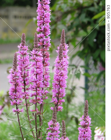 Ezomisohagi blooming in the park Ezomisohagi blooming in the park 905763