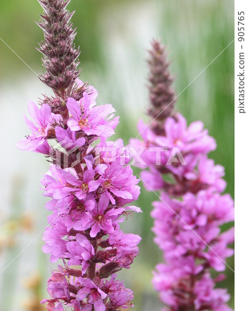 Ezomisohagi blooming in the field 905765