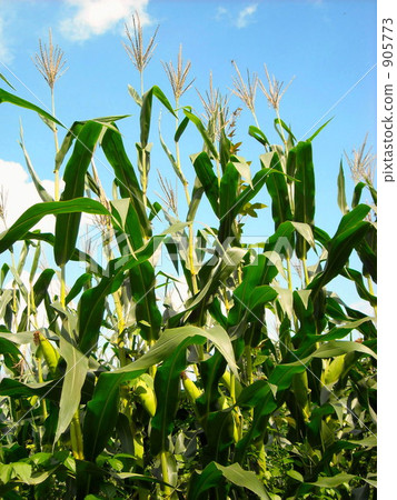Corn fruit with corn 905773