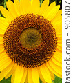 sunflower, sunflowers, bloom 905807