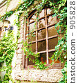 ivy, window, windows 905828