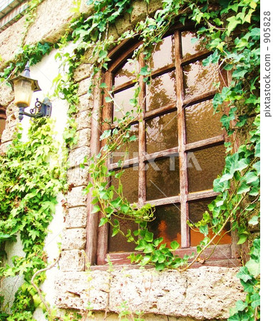 ivy, window, windows 905828