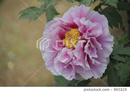 Peony family Peony family 905829