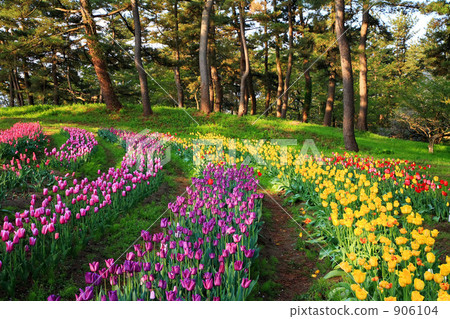 在Ikoinomura Shonai的鬱金香領域 906104