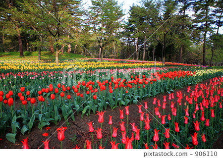 Tulip field in Ikoinomura Shonai Tulip field in Ikoinomura Shonai 906110