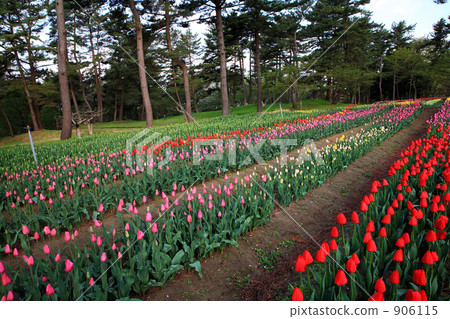 Tulip field in Ikoinomura Shonai Tulip field in Ikoinomura Shonai 906115