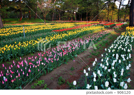 Tulip field in Ikoinomura Shonai Tulip field in Ikoinomura Shonai 906120