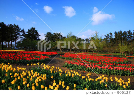 Tulip field in Ikoinomura Shonai Tulip field in Ikoinomura Shonai 906127