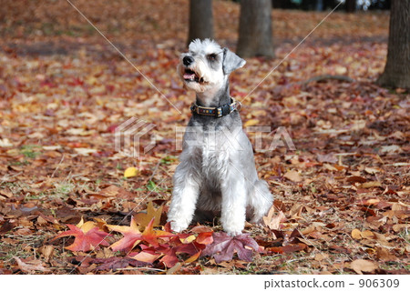 schnauzer, saitama, irumcity 906309