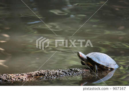 Waterfront tortoise 907167
