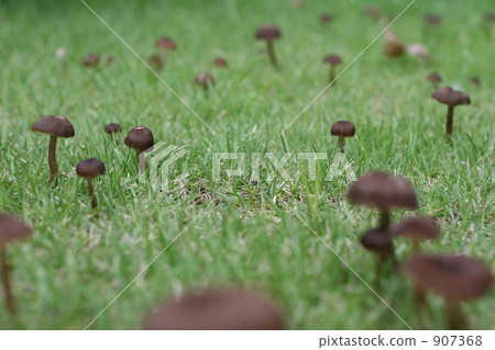 蘑菇 907368