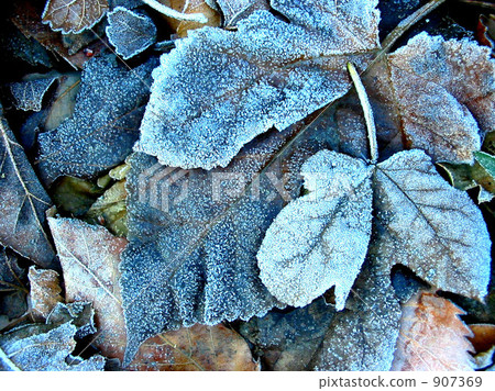hoarfrost, falling leafe, dead leaf 907369