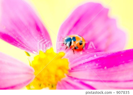 Ladybird and cosmos 907835