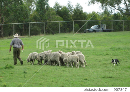 牧場 牧場 907847