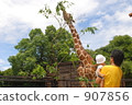 reticulated giraffe, giraffe, nagasaki biopark 907856