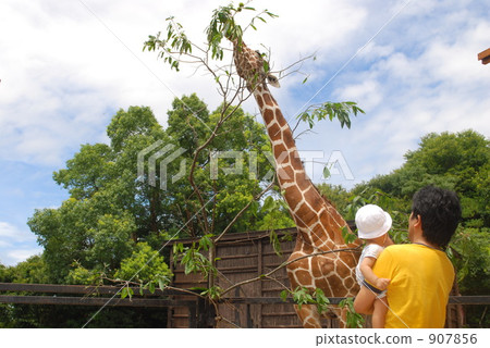 reticulated giraffe, giraffe, nagasaki biopark 907856