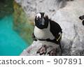 penguin, penguins, one (bird) 907891
