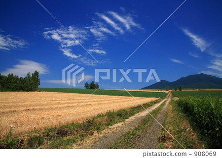 Wheat field and Furano mountains 908069