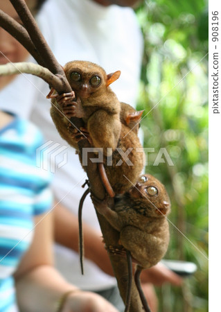 世界上最小的猴子 908196