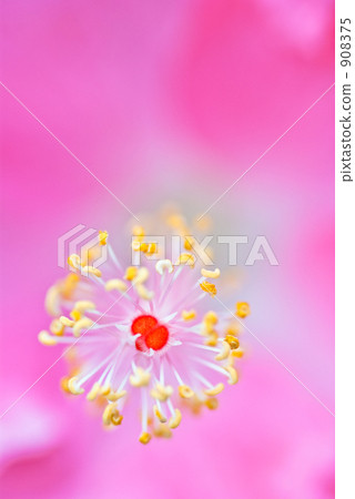 粉紅色的芙蓉的Shibe 粉紅色的芙蓉的Shibe 908375