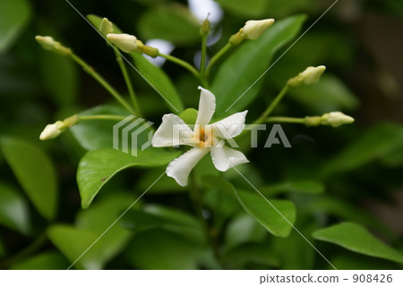 Family Zakui Teiyakazura Family Zakui Teiyakazura 908426