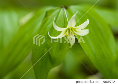 Chigo lily flower Chigo lily flower 908512