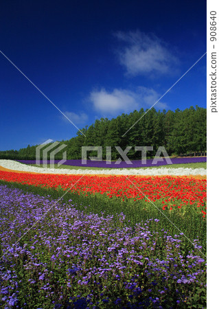 Flower garden in Nakafurano 908640