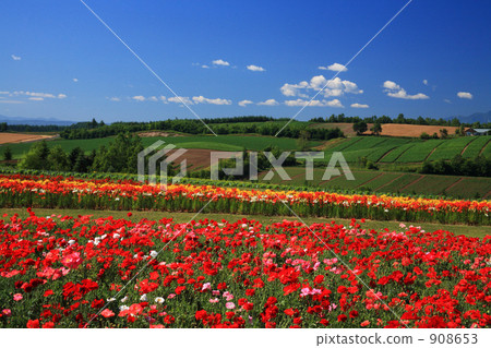 Lily Park in Kamifurano Town 908653