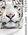 White Tiger Part 1 908749