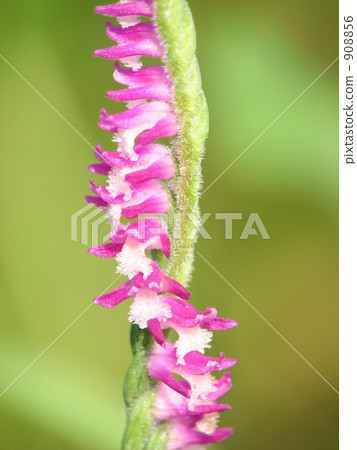 Screw banner (twisting) 908856