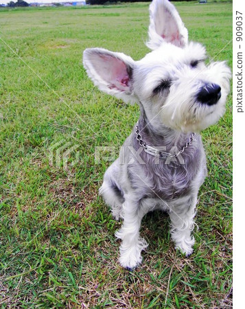 dog, dogs, sit down 909037