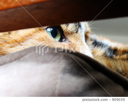 cat's eyes cat's eyes 909039