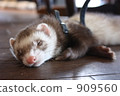 A nap of ferret 909560