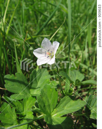 GENOSHO GENOSHO 909683