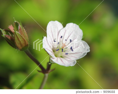 Cranesbill花 909688