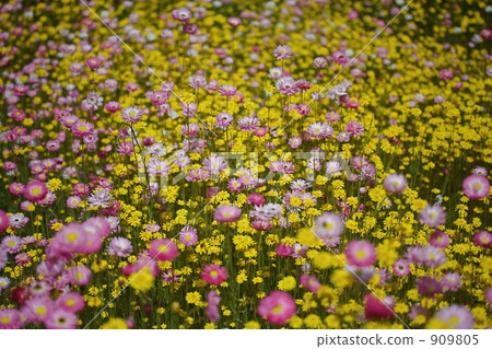 珀斯的野花 909805