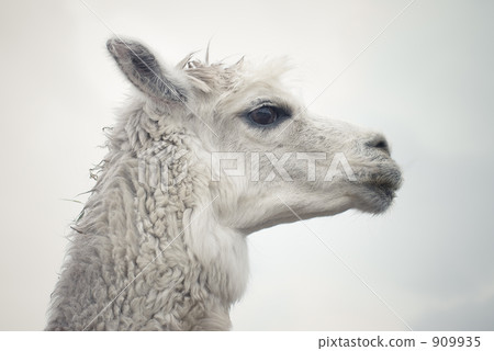 Alpaca's profile 909935