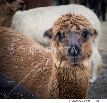 Brown alpaca and backward white alpaca 910105