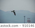 black-tailed gull, one (bird), fly by 910146