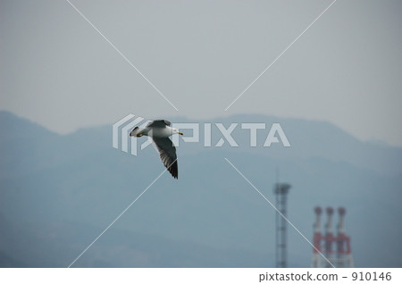 black-tailed gull, one (bird), fly by 910146