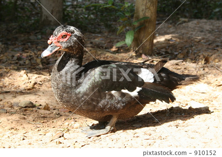 duck, ducks, black swan 910152