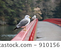 black-tailed gull, bannister, guardrail 910156