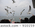 feeding, black-tailed gull, matsuhima 910159
