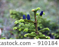 maries' fir, pinecone, branch 910184